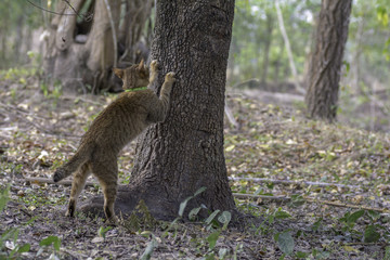 The cat is scratching the tree.