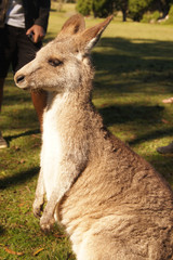 Canguro en Australia