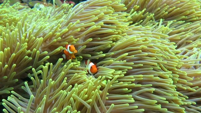 Ocellaris clownfish ( Aphiprion ocellaris ) or false clown anemonefish shelters itself among the venomous tentacles of a magnificent sea anemone ( Heteractis magnifica ), Bali, Indonesia