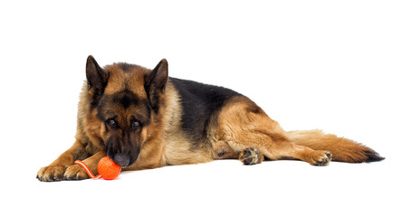 German shepherd dog lies and gnaws toy ball