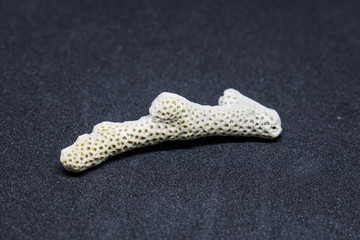 White coral on a beautiful black background.