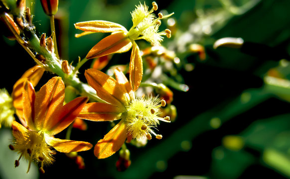 Beautiful bulbine flowers