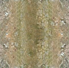 seamless old tree wood