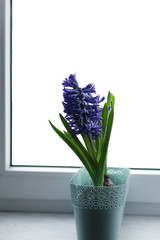 Hyacinth in the cup over white window background