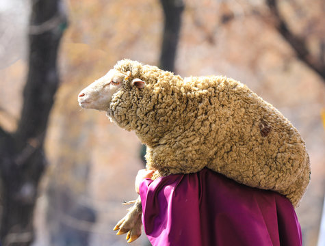 The Man Is Carrying A Sheep,shepherd, Kazakh