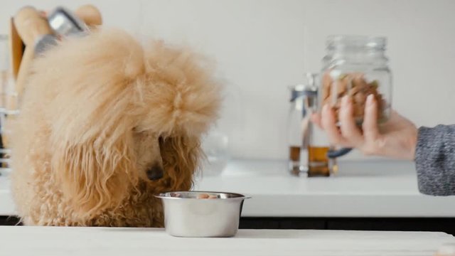 Pet food falls into the bowl for feeding.  Dog looking on bowl .