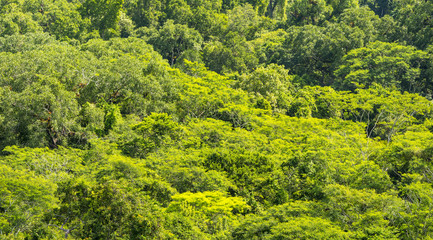 Fototapeta na wymiar Jungle Canopy Tikal Guatemala