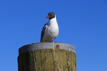 Eine Lachmöwe präsentiert sich auf einem Holzpoller