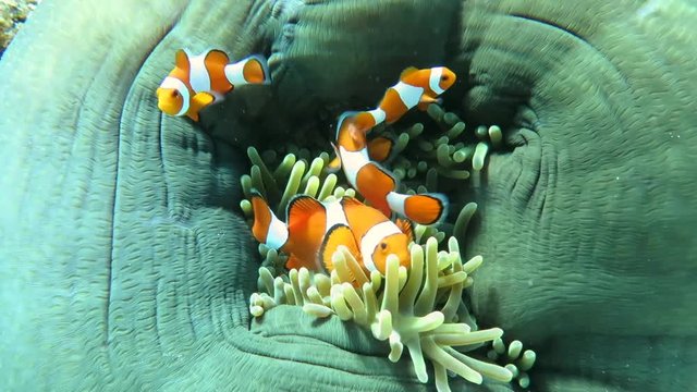Ocellaris clownfish ( Aphiprion ocellaris ) or false clown anemonefish shelters itself among the venomous tentacles of a magnificent sea anemone ( Heteractis magnifica ), Bali, Indonesia