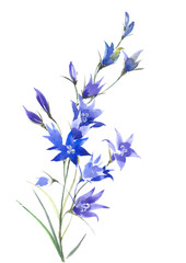 Flowering blue Campanula. Wild flower. Watercolor background.