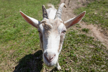 A curious goat looks into the camera lens.