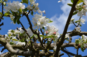 kwitnące drzewo jabłoni, Polska