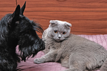 cat with dog play