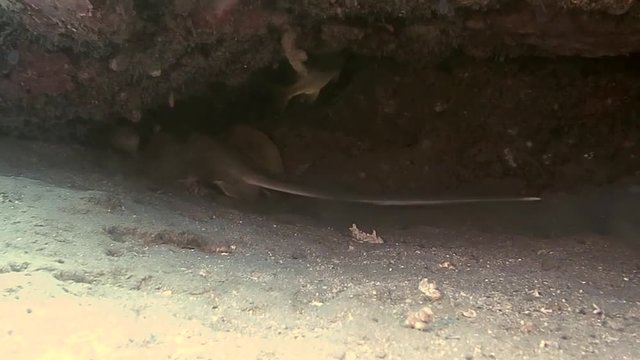 Bluespotted Stingray, neotrygon kuhlii   also known as bluespotted maskray or Kuhl's stingray swimming over sandy bottom of Bali
