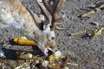 jeleń © Konrad_elx