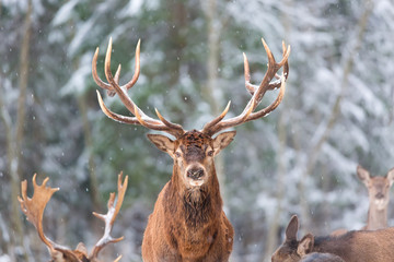 Obraz premium Zimowy krajobraz dzikiej przyrody ze szlachetnymi jeleniami Cervus Elaphus. Jeleń z dużymi rogami ze śniegiem na pierwszym planie i patrząc na kamery. Naturalne środowisko.