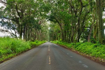 road through a tunnel of trees kauai,hawaii