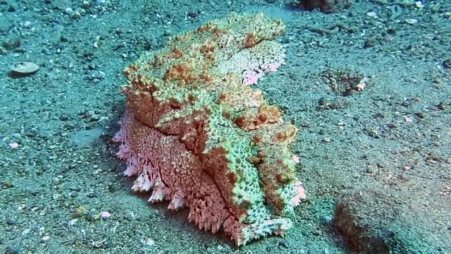 Large  sea cucumber rocking on a hard coral reef in Togian islands, Indonesia. Sea cucumbers are echinoderms from the class Holothuroidea.