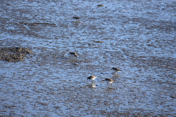 Zwergstrandläufer im Watt auf Nahrungssuche