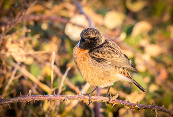tarabilla posando al sol al atrdecer