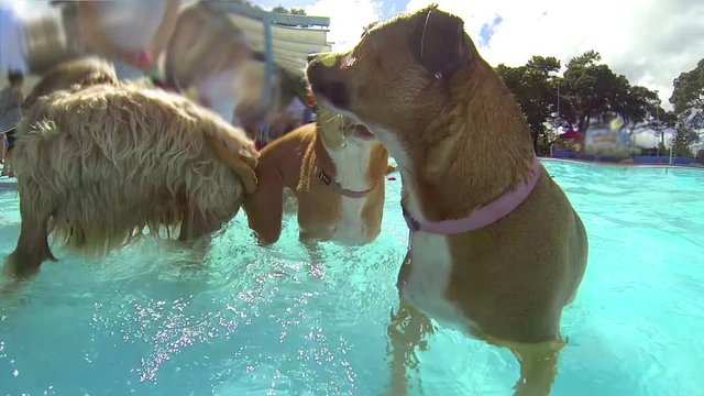 Dogs swimming in a pool, underwater and above water footage. Slow Motion. Three shots. A Golden Labrador and several cross-breeds having fun, swimming and fetching balls.