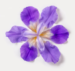 belles fleurs d& 39 iris lilas fantastiques abstraites à la mode sur fond blanc, gros plan, mise à plat