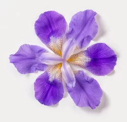 Photo sur Plexiglas Iris belles fleurs d& 39 iris lilas fantastiques abstraites à la mode sur fond blanc, gros plan, mise à plat