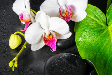 Obrazy na Szkle  piękna koncepcja spa z białym kwiatem orchidei, zielonym liściem Calla lily z kroplami i czarnymi kamieniami zen, zbliżenie