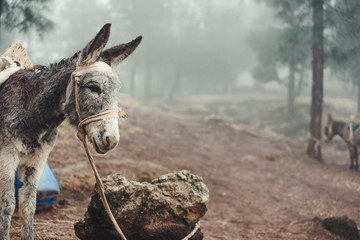 Fototapeta premium Donkey standing sideways in the pine forest on early misty morning. Santo Antao Cape Verde