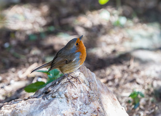 Robin, bird of beautiful colors, looking for very quiet company