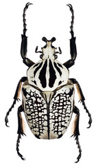 black and white beetle (Goliathus orientalis)