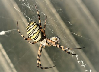 Zebraspinne, Wespenspinne
