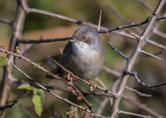 the female sardinian warbler looking for food in the morning