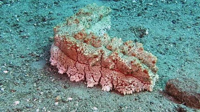 Large  sea cucumber rocking on sand in Togian islands, Indonesia. Sea cucumbers are echinoderms from the class Holothuroidea.