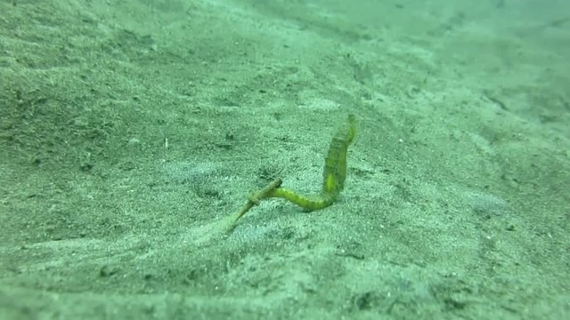 Common seahorse (hippocampus taeniopterus) swimming over sandy bottom of Manado, Indonesia