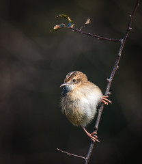 small bird called zitting cisticola, very restless and difficult to photograph