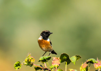 stonechat in field