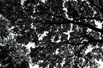 Giant trees from below