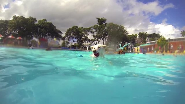 Dogs swimming in a pool, underwater and above water footage. Slow Motion. Two shots. A White Swiss Shepherd, a Golden Retriever, and a black Newfoundland having fun, swimming and fetching balls.