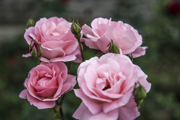 pink rose