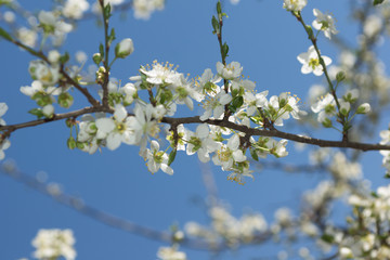 Plum tree with white Spring Blossoms over blurred nature background