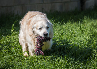 the adorable golden, always laughing and playing ,,,,