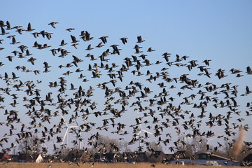 Schnell weg Wei&szlig;wangeng&auml;nse im Aufbruch