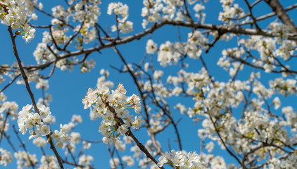 Cherry tree blossoms on a beautiful spring day in Tuscany