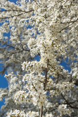 Plum tree with white Spring Blossoms over blurred nature background