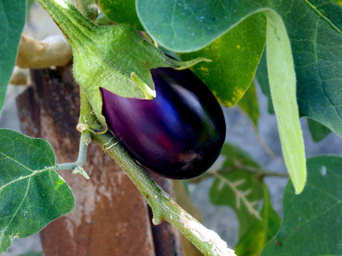 Eggplant not harvested