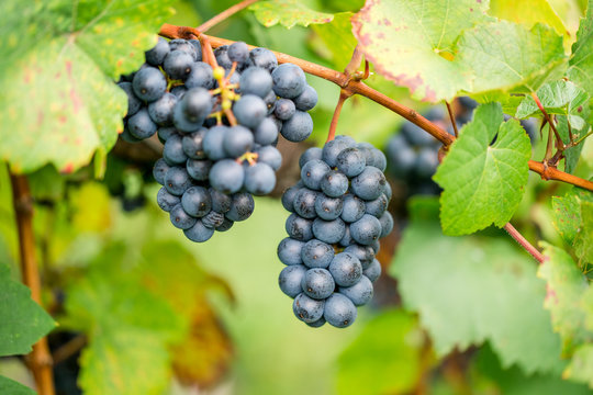 Blaue Weintraube im Herbst