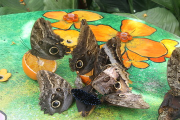 farfalle