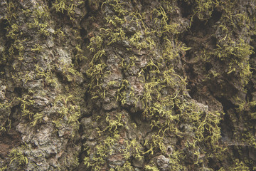 The beautiful green moss in the wood and the light just like a fairytale in Sequoia National Park