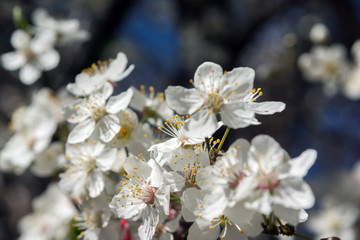 Plum tree with white Spring Blossoms over blurred nature background